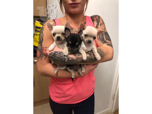 Chihuahua σκυλιά και κουτάβια προς πώληση